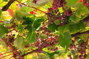Macedonia, Ohrid and Lake Ohrid, grapes growing along trellis.