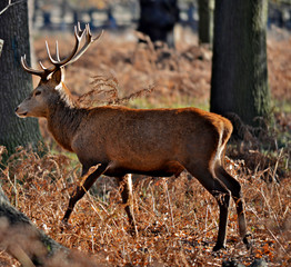 Naklejka na ściany i meble The King's Deer, red deer stags or bucks of Richmond Park, London, UK, as one of the main mammal attractions of this reserve.