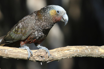 Kaka New Zealand Endemic Parrot