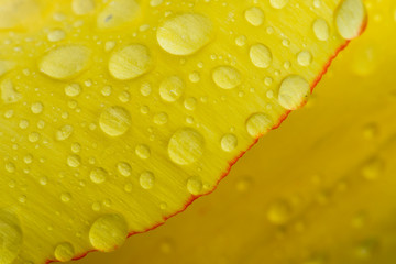 Close-up of raindrops on tulip petal.