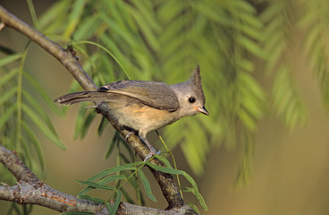 Black-crested Titmouse, Baeolophus atricristatus,young, Welder Wildlife Refuge, Sinton, Texas, USA, June
