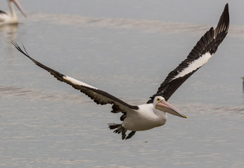 Australian Pelican