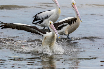 Australian Pelican
