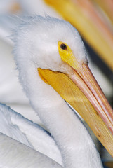 American White Pelican, Pelecanus erythrorhynchos, adults, Rockport, Texas, USA, December