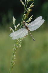 Dew covered Darner Dragonfly