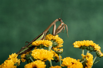 View of Chinese Mantis (Tenodera sinensis)