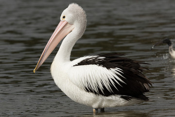 Australian Pelican