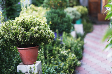 boxwood bush in a flower pot grows in the garden