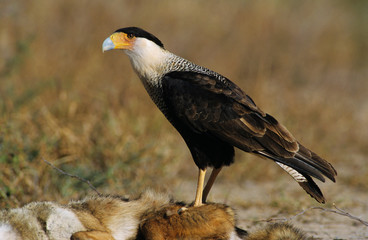 Crested Caracara, Caracara plancus, adult walking, Starr County, Rio Grande Valley, Texas, USA, May