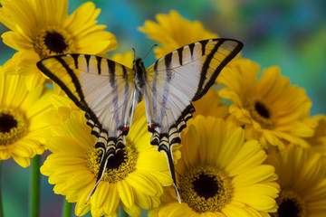 Short-lined Kite Swallowtail Butterfly, Eurytides agesilaus autosilaus