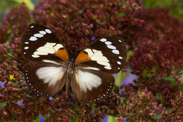 Trajan's Forest Queen Butterfly, Euxanthe trajanus