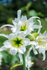Fototapeta premium Peruvian Daffodils, USA