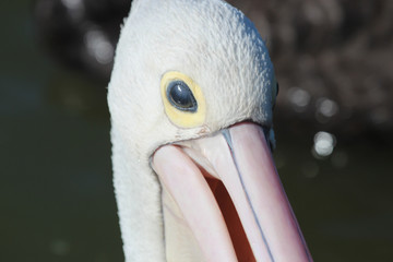 Australian Pelican