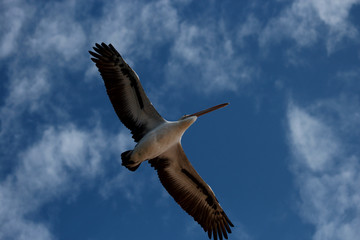 Australian Pelican