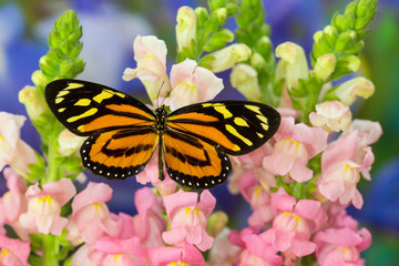 The Tropical Milkweed Butterfly, of Central and Lycorea halia