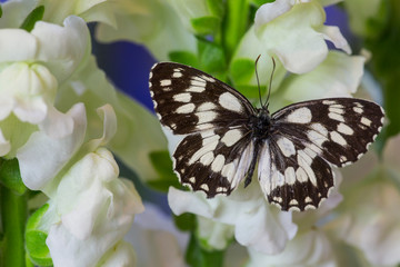 The marbled white butterfly, Melanargia galathea from Europe