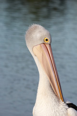 Australian Pelican
