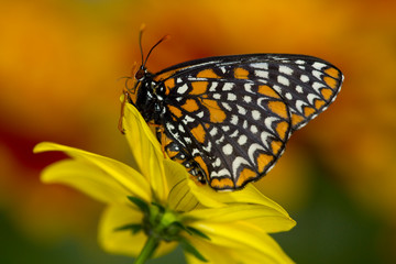 Colorful Baltimore Checkered Spot Butterfly, Euphydryas phaeton
