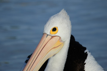 Australian Pelican