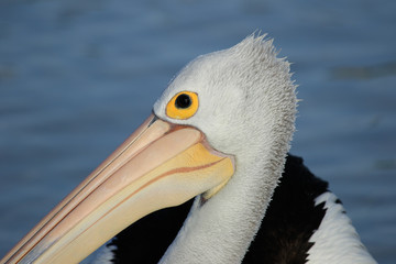 Australian Pelican