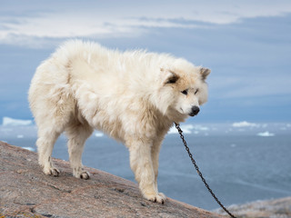 Sled dogs. Town Ilulissat at the shore of Disko Bay in West Greenland. The icefjord nearby is...