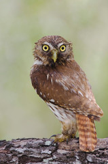 Ferruginous Pygmy-Owl, Glaucidium brasilianum, adult, Willacy County, Rio Grande Valley, Texas, USA, June