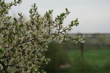 tree in spring