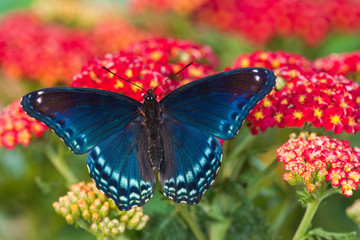 Red Spotted Purple Butterfly, Limenitis astyanax