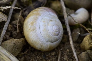 snail on stone