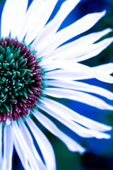 Obraz premium Close-up of a Lazy Daisy.
