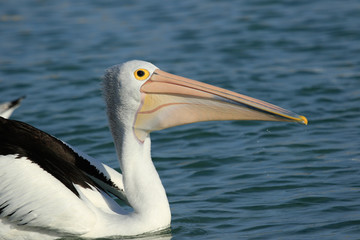 Australian Pelican