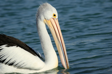 Australian Pelican