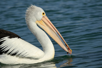 Australian Pelican