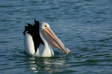 Australian Pelican