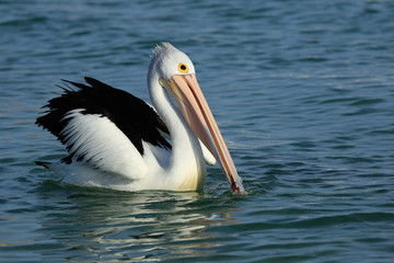 Australian Pelican