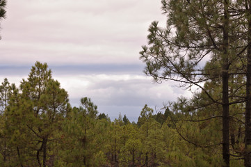 Pine forest landscape with clouds in the background
