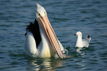 Australian Pelican