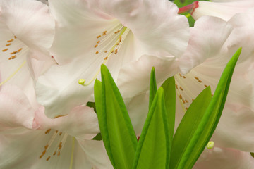 Close-up of white rhododendron blossoms and leaves. 