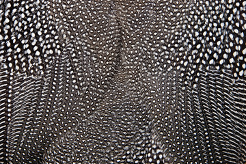 White spots on black feathers of the Helmeted Guineafowl