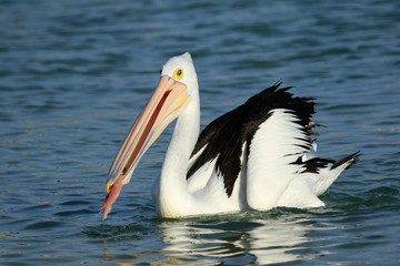 Australian Pelican