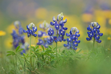 Wildflower field with Texas Bluebonnet (Lupinus texensis), Comal County, Hill Country, Texas, USA, March