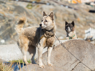 Sled dogs in the small town Uummannaq, northwest Greenland. During winter the dogs are still used as dog teams to pull sledges of fishermen.