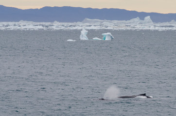 Greenland, Nuussuaq Peninsula, Qaasuitsup, Disko Bay near Saqqaq. Pair of Humpback whales...