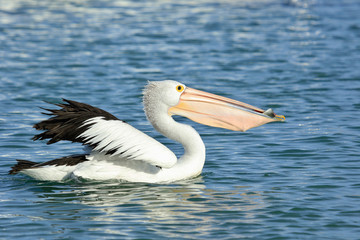 Australian Pelican