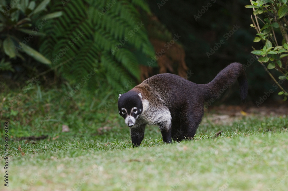 Poster White-nosed Coati, Nasua narica, adult walking, Central Valley, Costa Rica, Central America, December