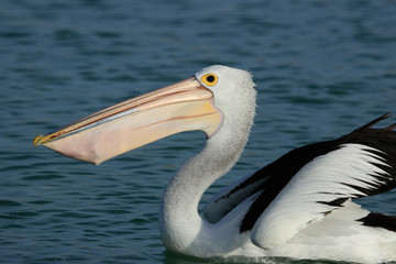 Australian Pelican