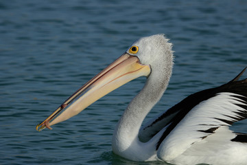Australian Pelican