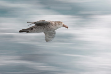 South Atlantic Ocean. A northern giant petrel glides by a tourist boat. 