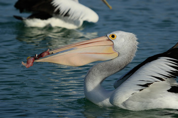 Australian Pelican