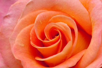 Orange rose close-up.